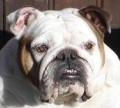 Bulliesamour Bulldogs image 4