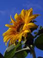 Sunflower Hypnotherapy image 1