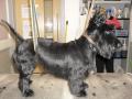 Doggie Grooming Services image 3