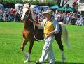 Aberaeron Festival of Welsh Ponies and Cobs image 2