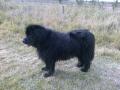 Dog Walking services - WalKeys image 10