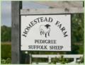 Homestead farm Suffolk Sheep image 3