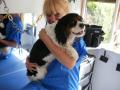 Oliver's Dog Grooming Services image 9