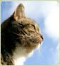Windsor Cat Visits | Cat Sitting Service | Cattery Alternative image 2