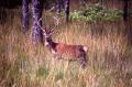 'Cruachan' Bed and Breakfast, and 'Walking Appin' image 9