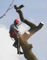 Branching Out Tree Services image 5