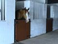 John Shaw Equestrian Ltd Riding School image 5