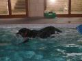 Corley Canine Pool logo