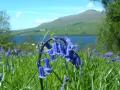 Bracken Lodges image 8