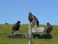 Dartmoor Hawking, School of Falconry logo