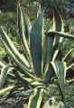 Athelas Exotic Plants image 3