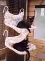 Broadlands Cattery image 3