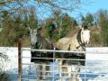 Scotland Farm Countryside Bed and Breakfast image 10