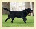 Trevorder Labradors image 2