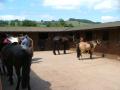 Newnham Equestrian Centre image 4