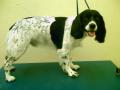 CANINE CUTS DOG GROOMING image 8