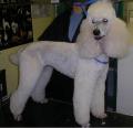 Dinky Dogs Grooming image 4