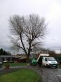Matt Sellars - Tree Surgeon image 2