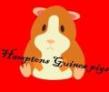 Hamptons Guinea Pigs image 2