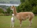 Hollycombe Alpacas image 6