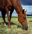 Equine Canine image 1