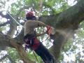 Regency Tree Specialists image 5