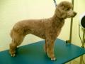 CANINE CUTS DOG GROOMING image 6