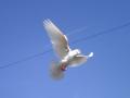 White Dove Releases image 7