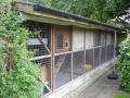 Chimneys Cattery image 4
