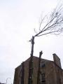 Freeborn Tree Surgeons image 4