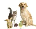 Pompey Pets - Dog Walking and Pet sitting in Portsmouth image 2