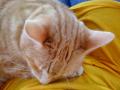 Haworth Cat Rescue image 3