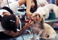 The Poochie Parlour Dog Grooming Service image 1