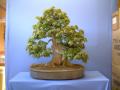 Dai-ichi Bonsai image 3