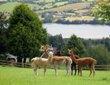 Hollycombe Alpacas image 3