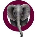 Elephant Drums logo