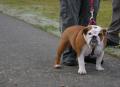 Bulliesamour Bulldogs image 5