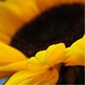 The Sunflower logo