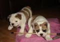 Bodroniki Bulldogs image 4
