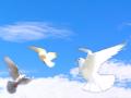 White Dove Releases image 4