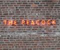 The Peacock logo