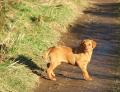 Dargdaffin Gundogs image 3