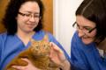 Cat's Whiskers Veterinary Clinic LLP (Worthing) image 8