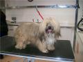Woof and Ready - Mobile Grooming and Microchipping image 3