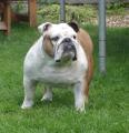 Bulliesamour Bulldogs image 3