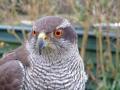 Cumberland Bird of Prey Centre image 4