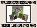 Eager Beever Wildlife & Flower Canvas Prints image 5
