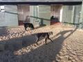 Pyke Boarding Kennels and Cattery image 8