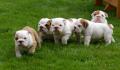 Bulliesamour Bulldogs image 1