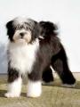 Tibetan Terrier Dogs image 3